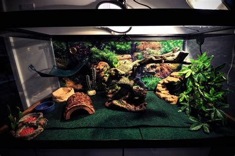 Bearded Dragon Cage Setup Guide - Reptile Care - All Pet Care