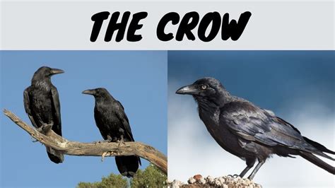 "UWAK" (CROW)_MAY DULOT NGA BA ITONG MALAS" || WORLD'S MOST FASCINATING BIRD - YouTube