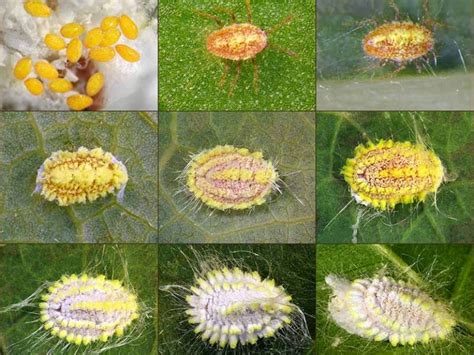 How to Identify and Control Scale Insects | Gardener’s Path