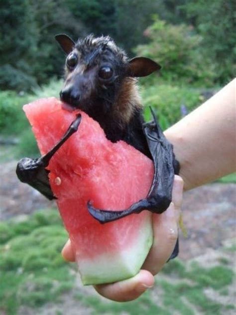 Fruit bat. I'll never complain about a fruit fly again. | Cute animals, Animals, Animals beautiful