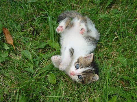 File:Stray kitten Rambo001.jpg - Wikipedia