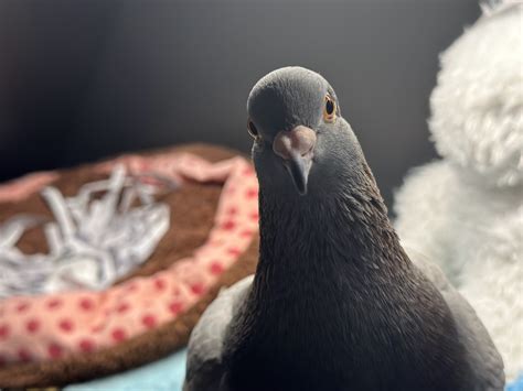 Why Does A Pigeon Coo? - PIGEONHOW.COM