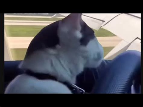 My best Cat Driving Memes!!! - YouTube