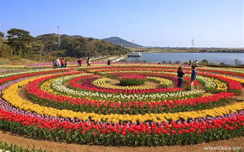 Tulip Garden Kashmir (19201200) | Tulips garden, Tulip festival, Famous ...