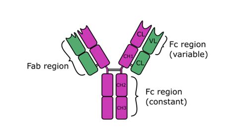 anti-Immunoglobulin D (IgD) secondary antibodies