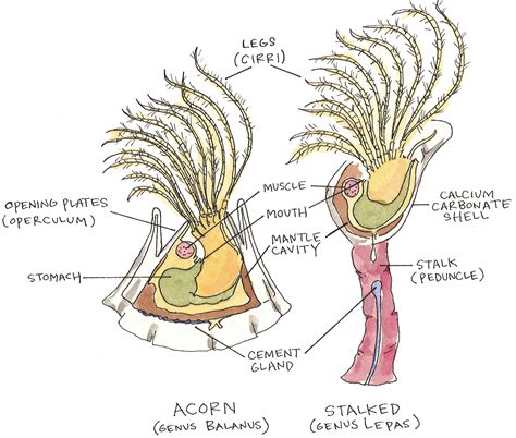 Goose Barnacle Anatomy