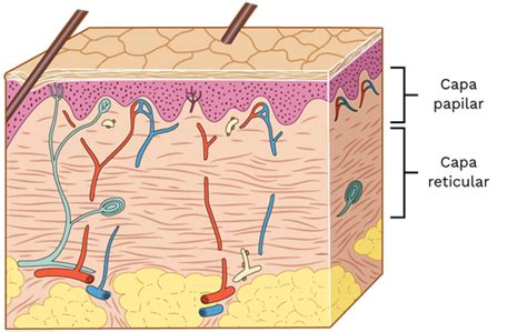 Capa de la dermis - Labster Theory