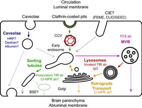 Intracellular transport and regulation of transcytosis across the blood–brain barrier | SpringerLink