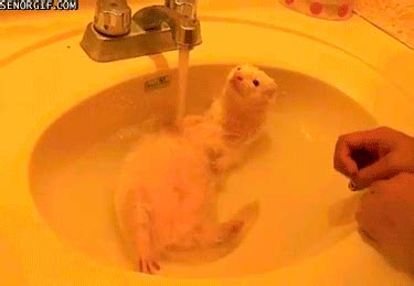 Sinks Ferrets GIF by Cheezburger - Find & Share on GIPHY