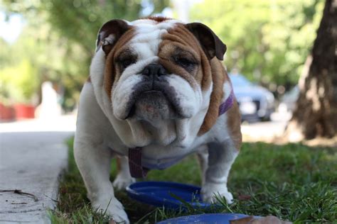 Meet the French Bulldog English Bulldog Mix - FrenchieWiki