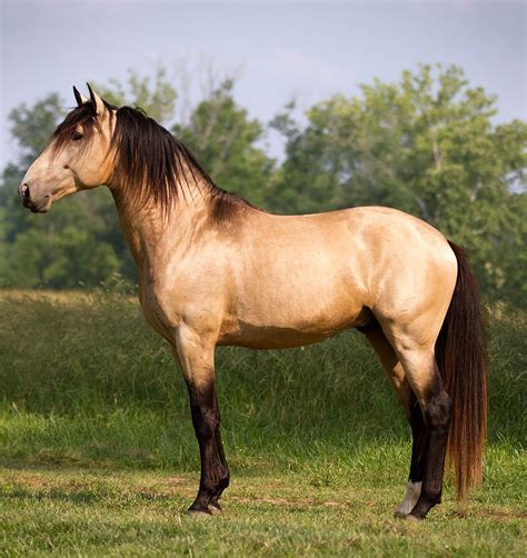 a brown horse standing on top of a lush green field next to a tall grass covered forest