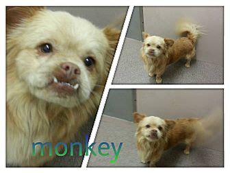 Monkey | Adopted Dog | 13-4378 / 2-1-0798 | Louisburg, NC | Pomeranian/Bulldog Mix