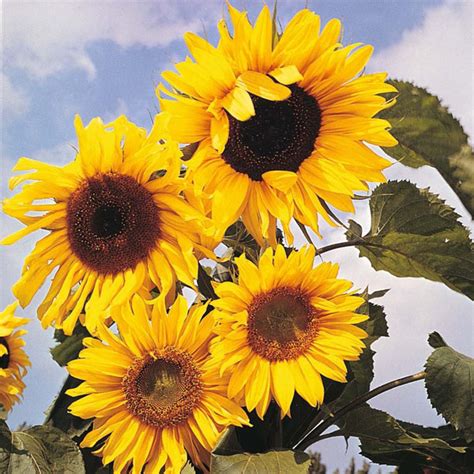 Sunflower Russian Giant Seed Buy Online in India From Vitri Greens