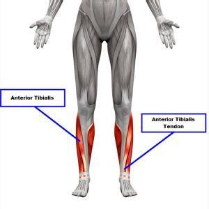 Tibialis Anterior Pain At Night