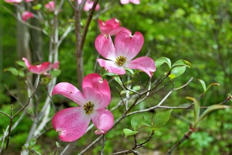 Dogwood Flower Meaning and Unbelievable Symbolism to Know Florgeous