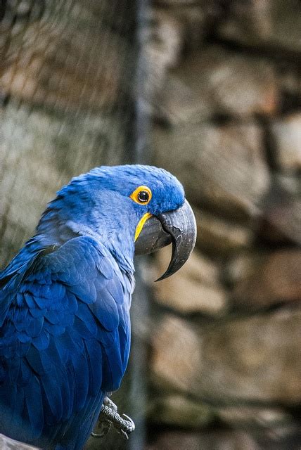 Arara azul | Animals, Pets, Bird