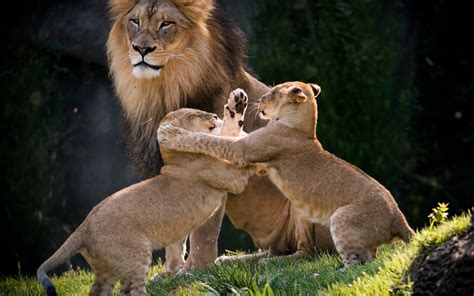 Lion Family Wallpapers - Top Free Lion Family Backgrounds - WallpaperAccess