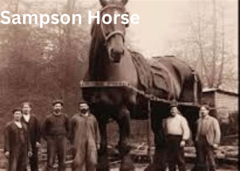 Sampson Horse: The Legendary Giant That Broke all Records