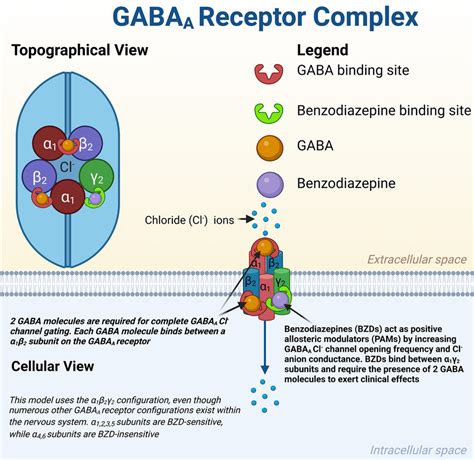 GABAA receptor complex. Illustration of the GABAA receptor complex in a ...