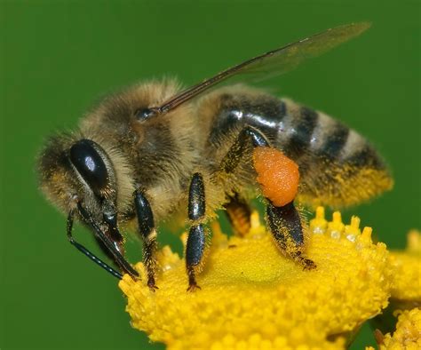 Western honey bee - Wikipedia