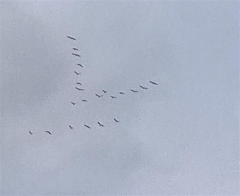 I just saw birds flying in perfect formation, why is this? : r/biology