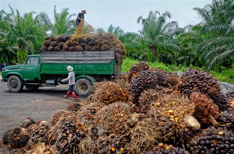 Short-Term Profits Versus Long-Term Sustainability: Mapping Palm Oil Production | The University ...