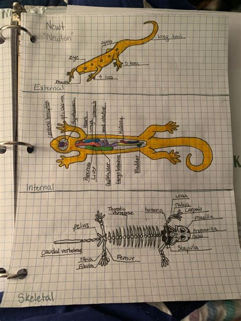 Newt Anatomy | Bladder, Scapula, Pancreas