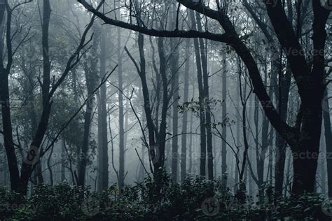 dark forest during a foggy,forest pine in asia 3435746 Stock Photo at Vecteezy