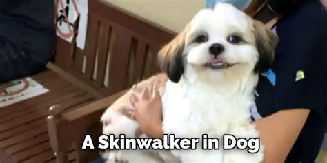 Signs to Identify If Your Dog Is a Skinwalker - Pawsoha