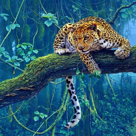 Rainforest Animals Wallpapers - Top Free Rainforest Animals Backgrounds - WallpaperAccess