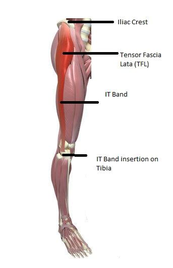 Tensor Fascia Lata Stretch - StableMovement Physical Therapy