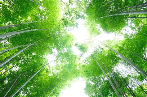 Bamboo forest 竹林の道_11 | ajari | Flickr