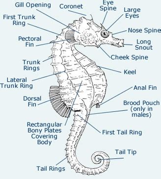 Seed to Feed Me: THE SEAHORSE