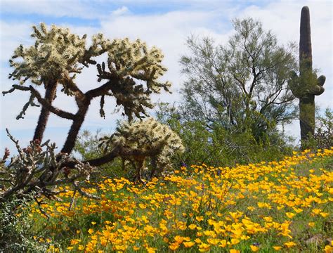 Picacho Peak wild flowers 6 | Broderick Delaney | Flickr