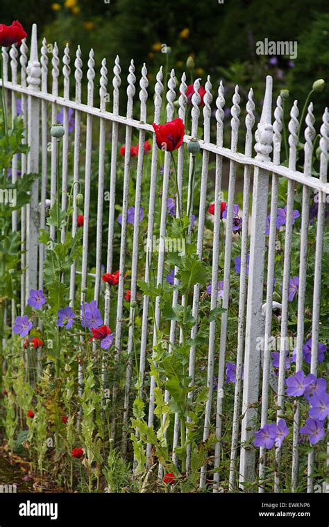 White wrought iron fence with flowers growing alongside Stock Photo - Alamy