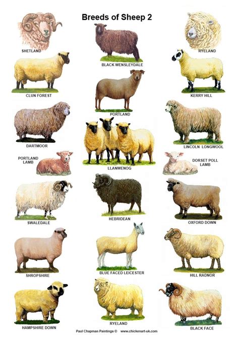 A4 Posters. Breeds of Sheep 2 Different Posters - Etsy UK | Sheep ...