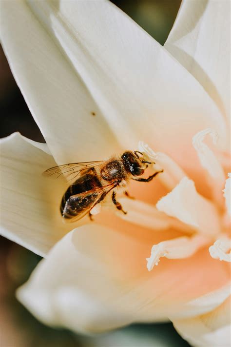 Bee during Pollination · Free Stock Photo