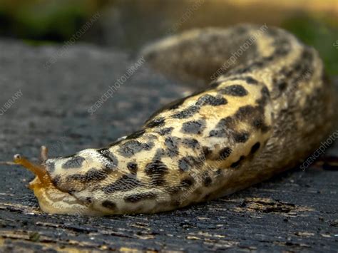 Leopard slug - Stock Image - C020/6122 - Science Photo Library