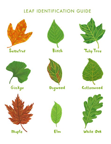 Printable Tree Leaf Identification Chart