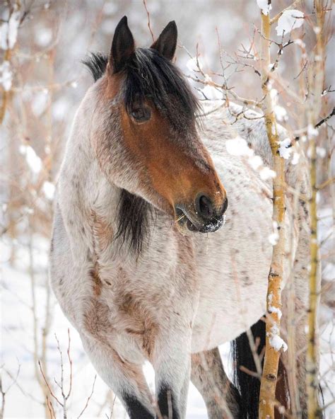 For the Love of Horses — Alberta Wild Horse Photo...