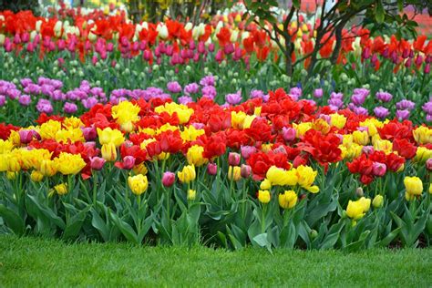 Tulip Flower Cultivation In India | Best Flower Site