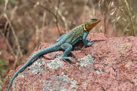 Eastern Collared Lizard (Flora and fauna of Lake Travis) · iNaturalist