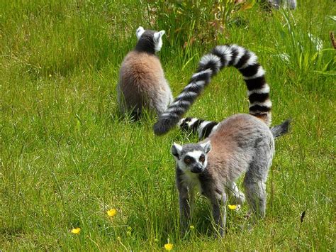 ring tailed lemur, prosimians, lemurs, striped, lemur, lemur catta, animal | Pikist