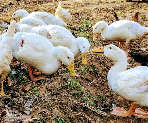 Pekin Duck Breed Guide - Start Here • New Life On A Homestead