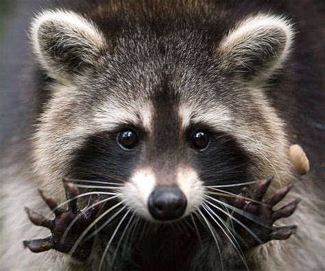 Raccoon - Spirit Animal Totems