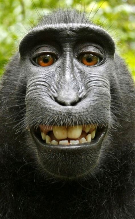 Monkey Smiling Meme