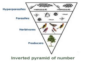 NEET Biology - Ecosystem - Study Notes