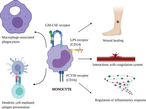 Differential Diagnosis and Workup of Monocytosis: A Systematic Approach to a Common Hematologic ...