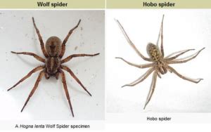 Wolf Spiders Vs. Hobo Spiders: Difference Between