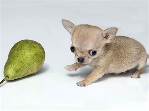 Toudi, the World's Smallest Dog Is Obviously a Chihuahua